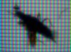 midge behind the display 4.jpg